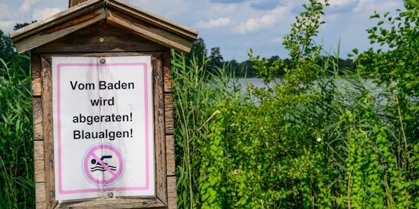 Blaualgen in Branitzer und Madlower See nachgewiesen