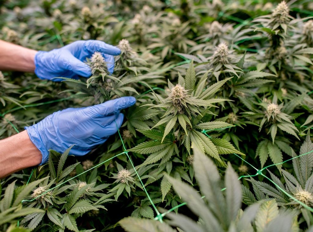 Bislang 16 genehmigte Cannabis-Clubs in Brandenburg