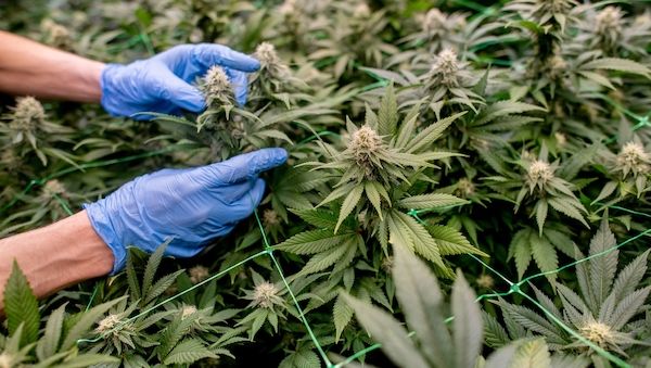 Bislang 16 genehmigte Cannabis-Clubs in Brandenburg