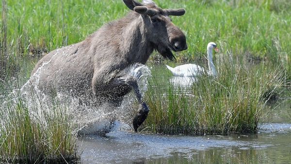 «Wilde Olga» - Ausgebüxte Elchkuh in Brandenburg gesichtet