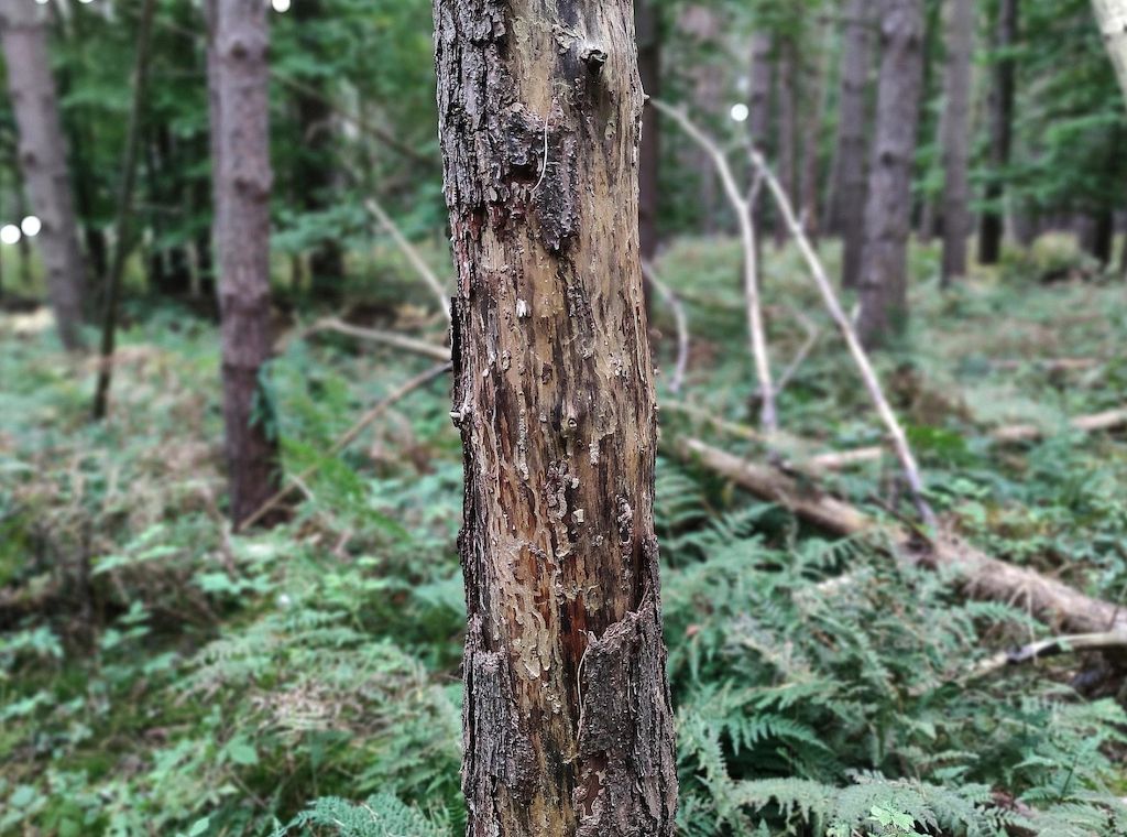 Auerhuhn-Bestand im Schwarzwald stabilisiert sich leicht