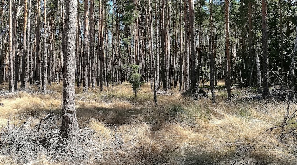Studie: Dürrejahre verwandeln Kiefernwald in CO2-Quelle
