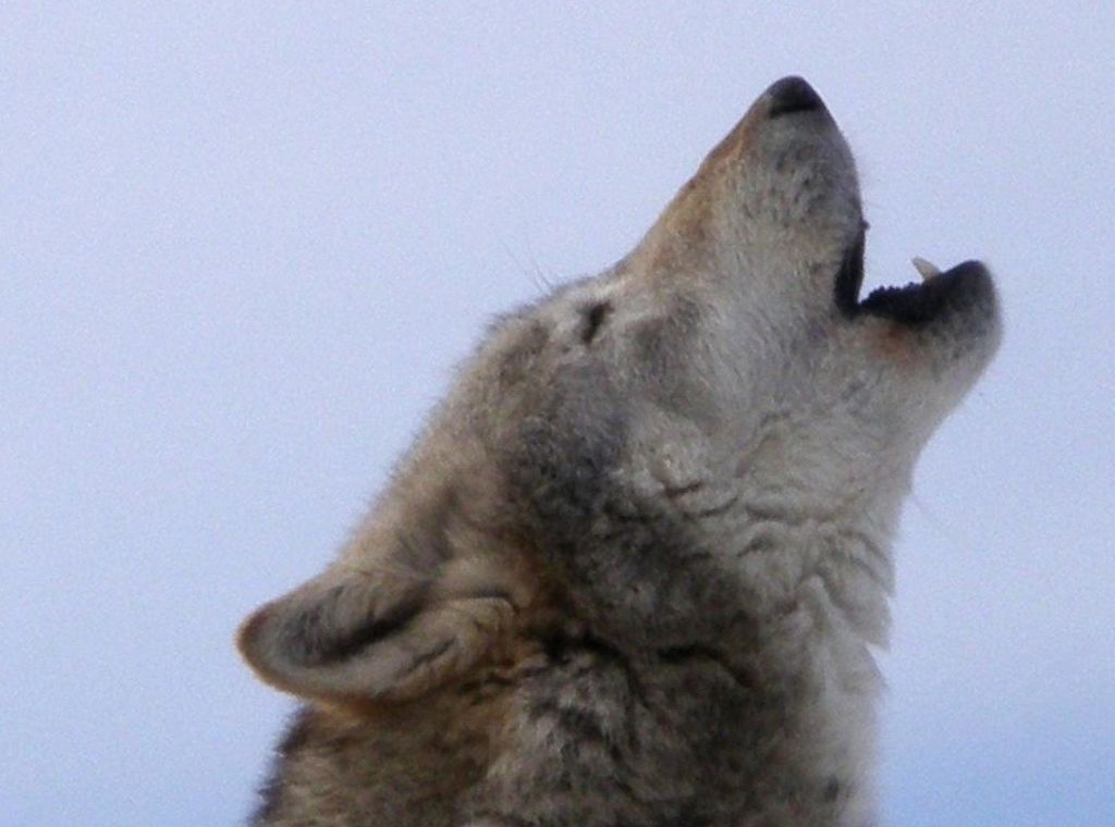 FDP kritisiert Millionenausgaben für Wolfsmanagement in Baden-Württemberg