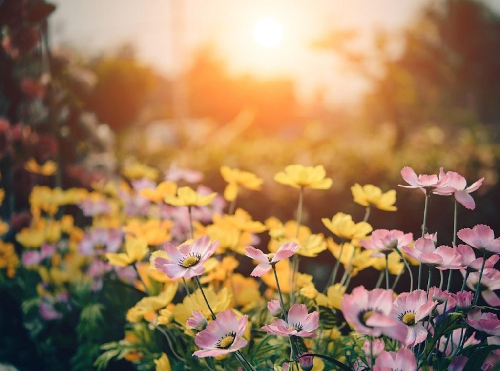 ARAG Experten: Die Regelungen für die Gartengestaltung