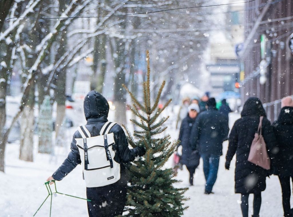 ARAG Experten: So entsorgen Sie Ihren Weihnachtsbaum am einfachsten!