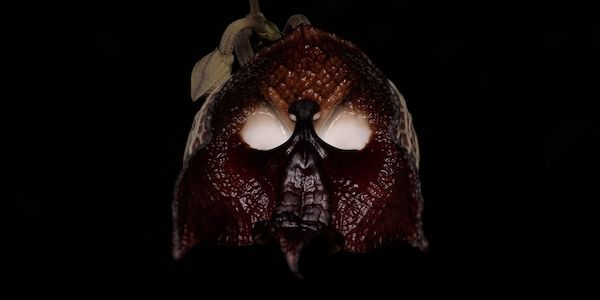 Die Verbrauchertipps zu Halloween und was Sie beachten sollten