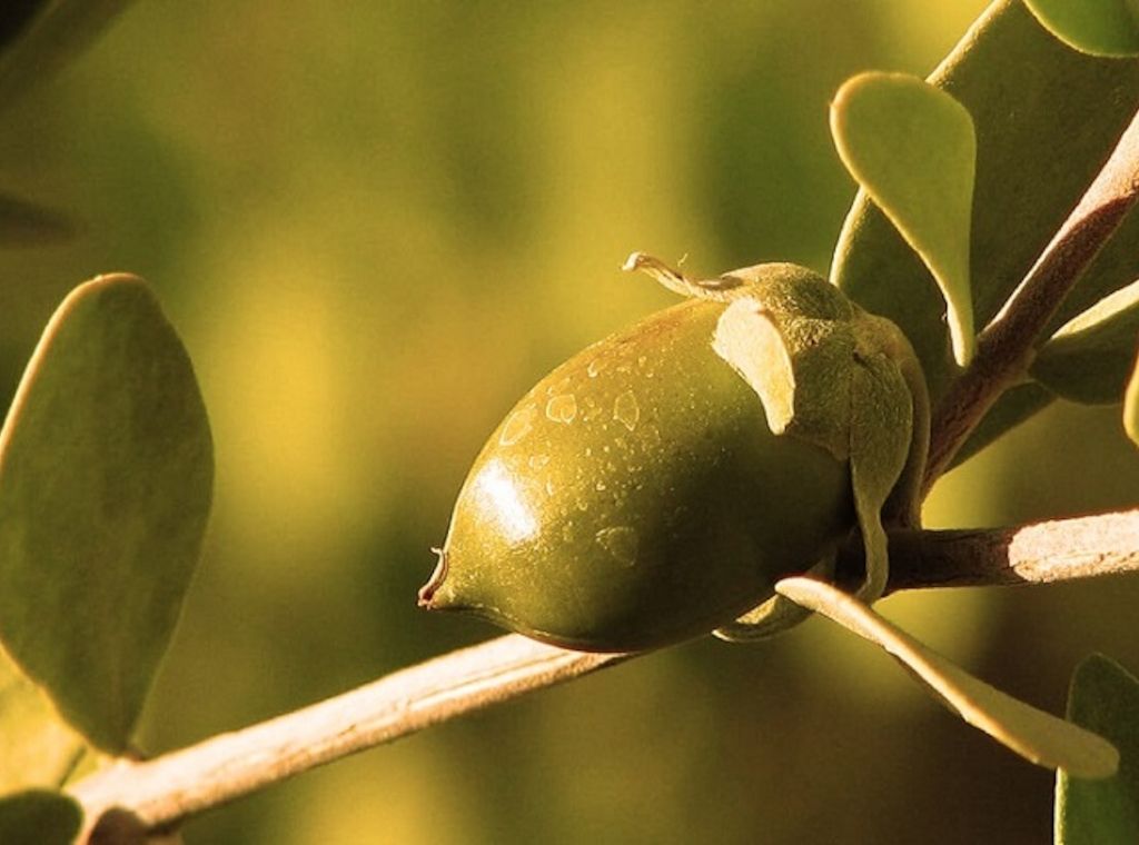 Myrto Naturkosmetik – Bio Jojoba Gesichtspflege für empfindliche Haut