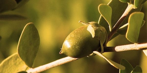 Myrto Naturkosmetik – Bio Jojoba Gesichtspflege für empfindliche Haut