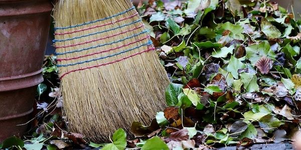 Streit mit dem Nachbar wegen Laub und was man wissen sollte
