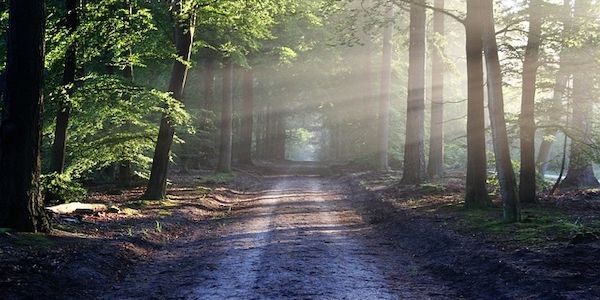 ARAG: Es gibt auch Wald Regeln - Die Waldtage vom 15. bis 17. September
