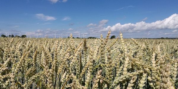 Weizenanbaufläche in NRW deutlich gestiegen