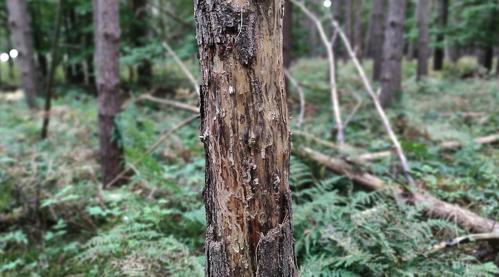 Auerhuhn-Bestand im Schwarzwald stabilisiert sich leicht