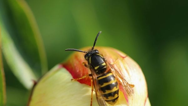 Wespen, Mücken und teure Notdienste