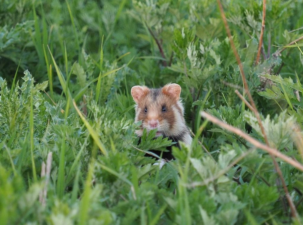 Erstmals seit 30 Jahren neue "Rote Liste" für gefährdete Tiere in Niedersachsen und Bremen