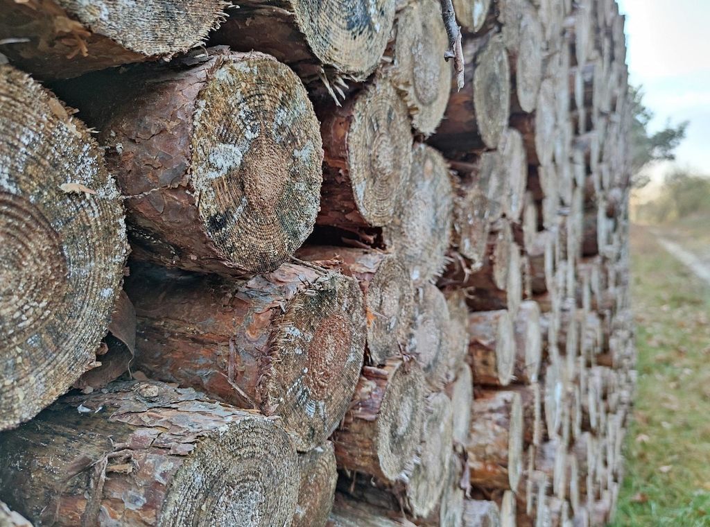 Zweite Borkenkäfer-Generation bedroht Bayerns Wälder