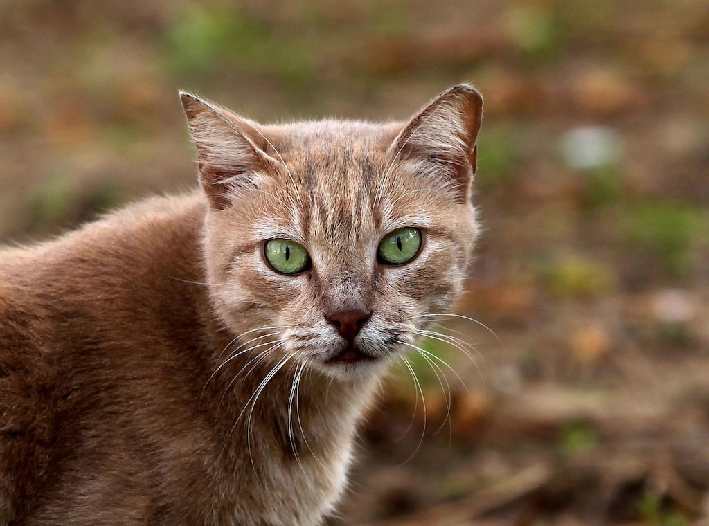 NRW-Produktion von Tierfutter erreicht Höchststand