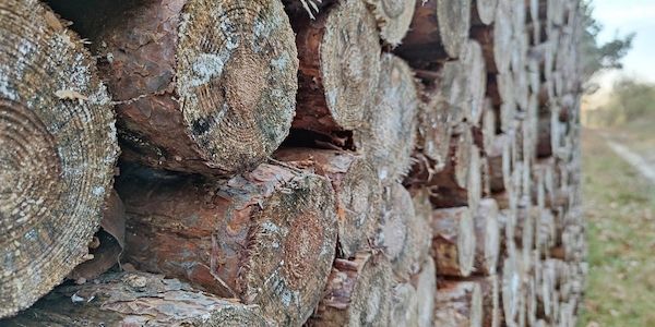Zweite Borkenkäfer-Generation bedroht Bayerns Wälder