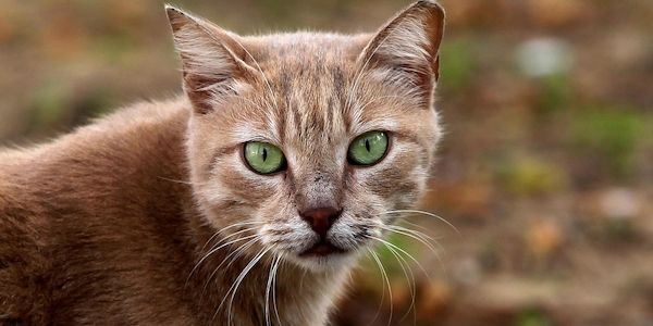 NRW-Produktion von Tierfutter erreicht Höchststand
