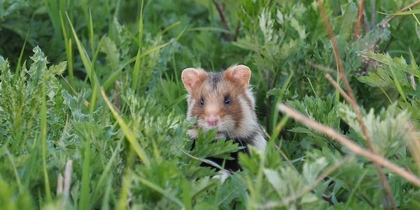 Erstmals seit 30 Jahren neue "Rote Liste" für gefährdete Tiere in Niedersachsen und Bremen