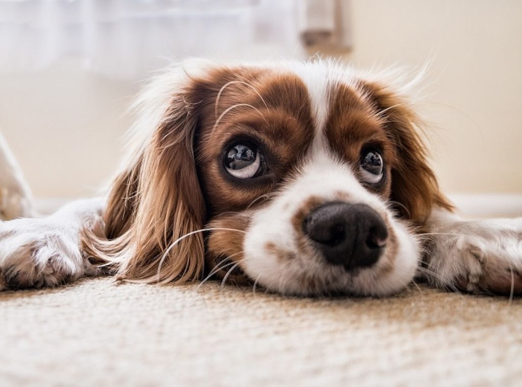 Der Hund gilt als bester Freund und treuer Gefährte des Menschen