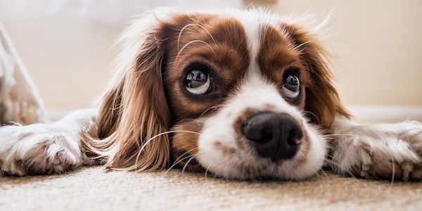 Der Hund gilt als bester Freund und treuer Gefährte des Menschen