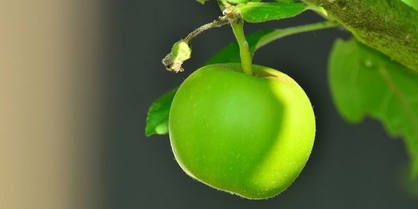 Darf man Obst am Straßenrand pflücken?