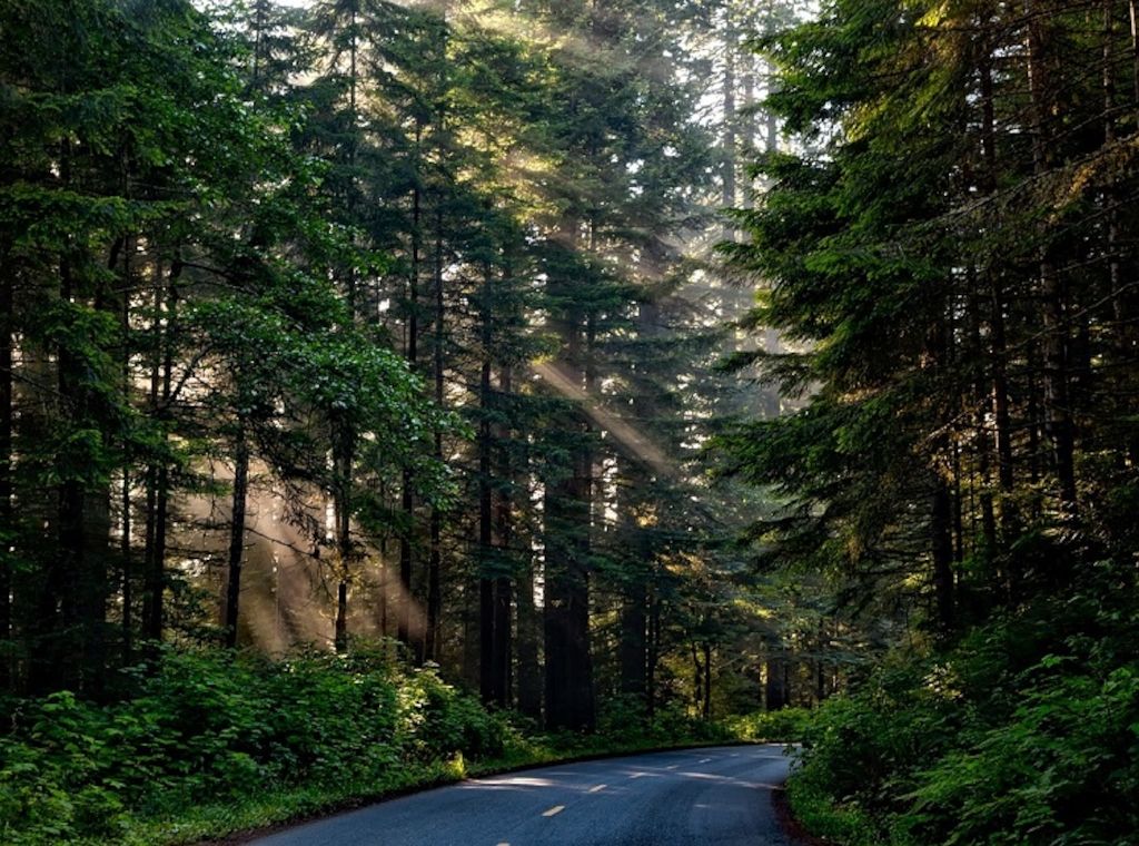 ARAG: Deutscher Wald gestresst - Was darf man eigentlich im Wald?