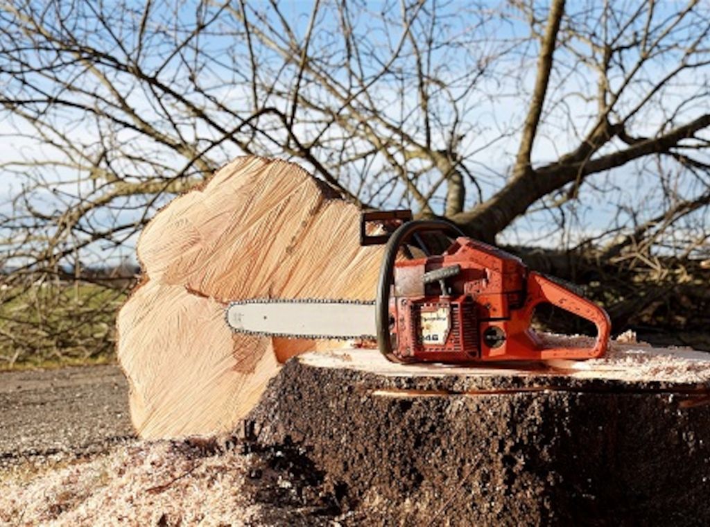 ARAG: Darf ich einen Baum in meinem Garten fällen? 
