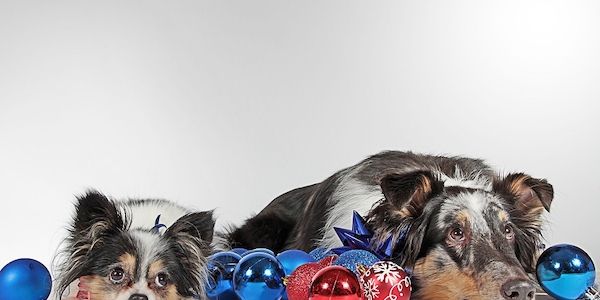 ARAG: Über geänderte Regeln in der Tierschutz-Hundeverordnung