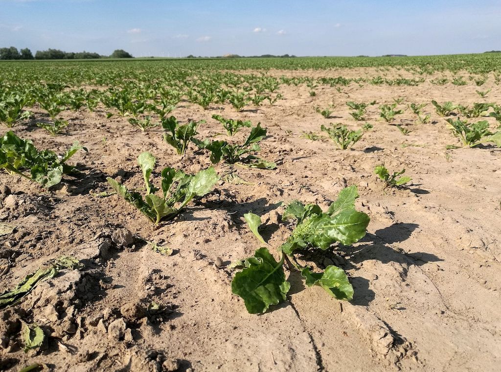 Sommerregen füllt Grundwasserspeicher nicht hinreichend auf