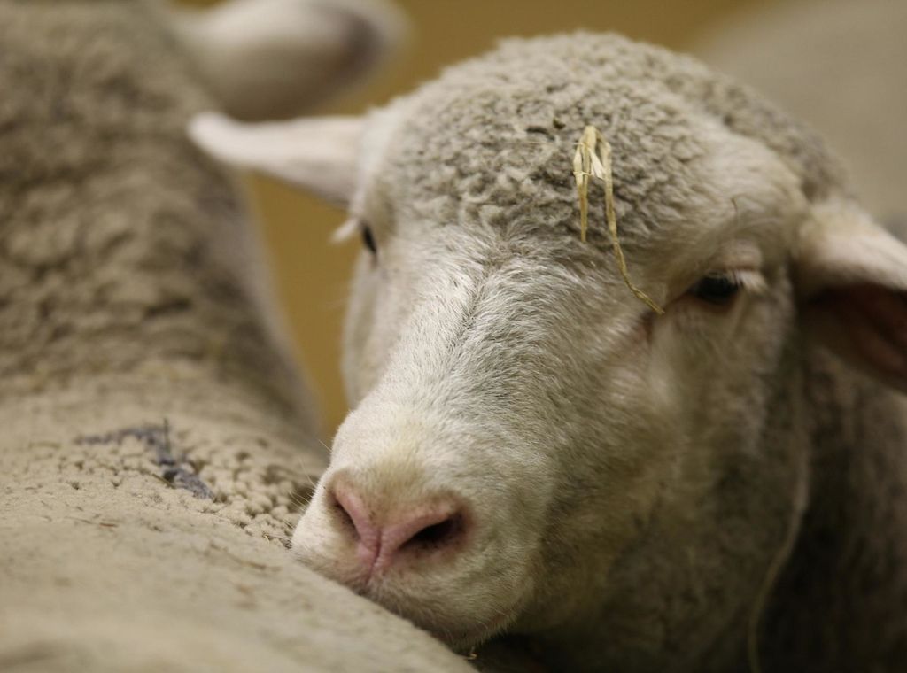 NRW weitet Förderung für Herdenschutz landesweit aus