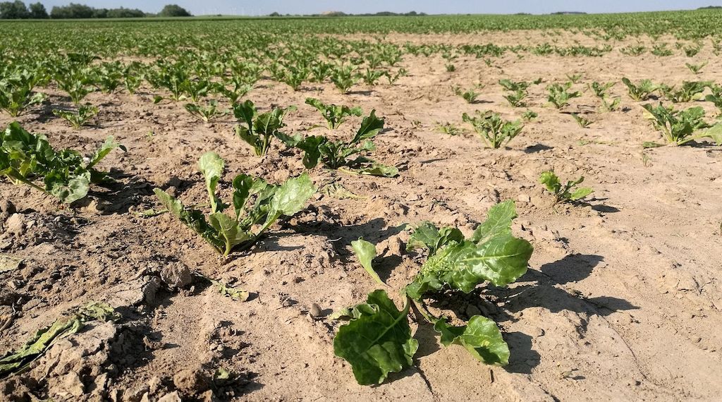 Sommerregen füllt Grundwasserspeicher nicht hinreichend auf