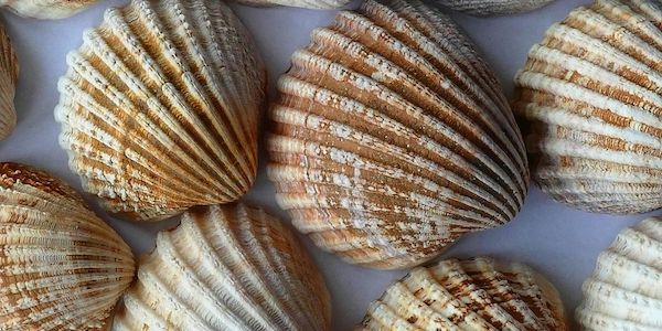 Urlaubs-Mitbringsel - Was Urlauber lieber am Urlaubsort lassen sollten