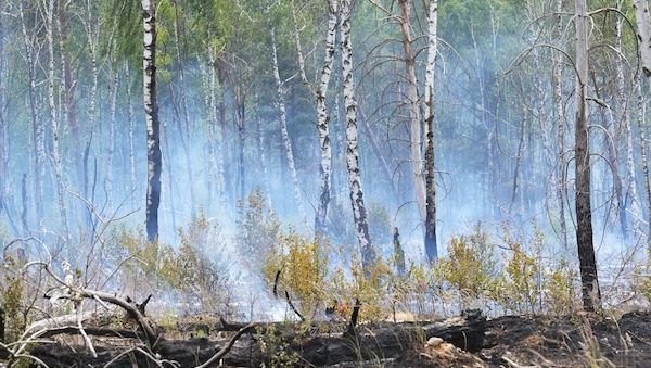 Waldbrand bei Bernau - Warnung der Feuerwehr