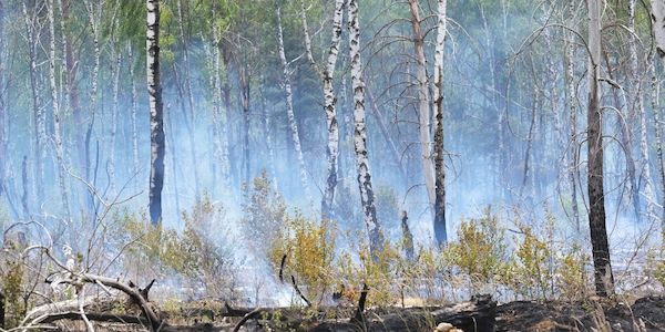 Waldbrand bei Bernau - Warnung der Feuerwehr