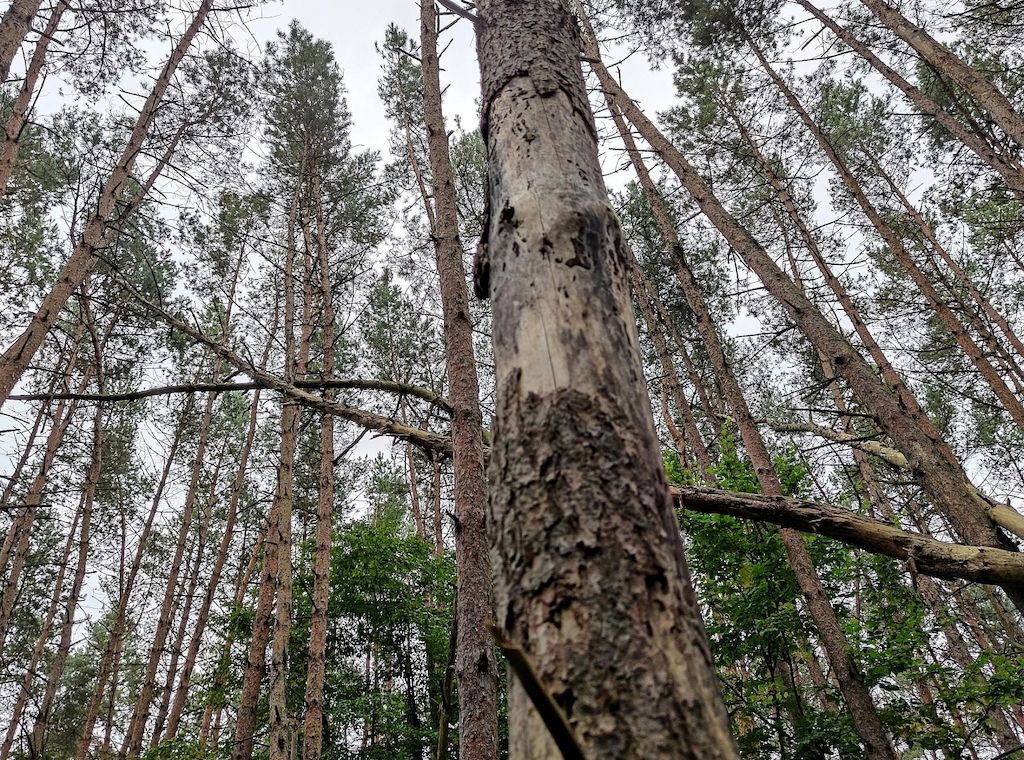 Landschaftsschutzgebiet bei Strausberg wird neu abgegrenzt