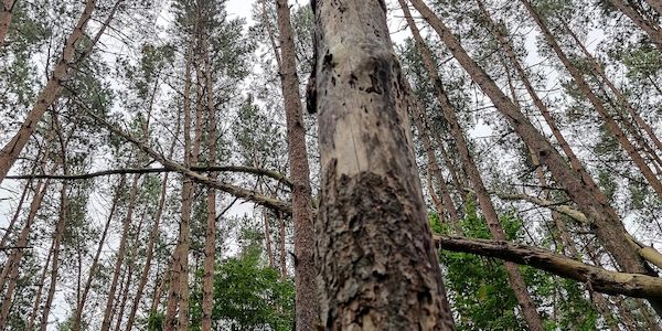 Landschaftsschutzgebiet bei Strausberg wird neu abgegrenzt