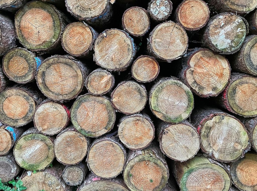 Landgericht Frankfurt verhandelt Berufung nach tödlichem Baumunfall