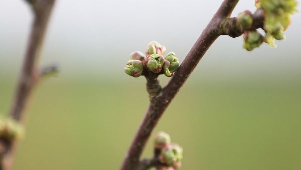 Bayern fördert Streuobstpflege und Agroforstsysteme