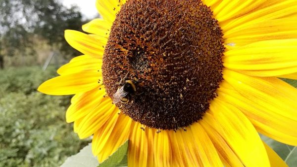 Wetterdienst bilanziert Sommer mit Hitzewellen und nassem Juli