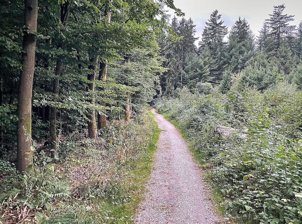 Köln erhält Millionen-Förderung für klimaangepasste Waldbewirtschaftung