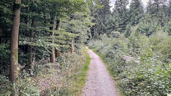 Köln erhält Millionen-Förderung für klimaangepasste Waldbewirtschaftung
