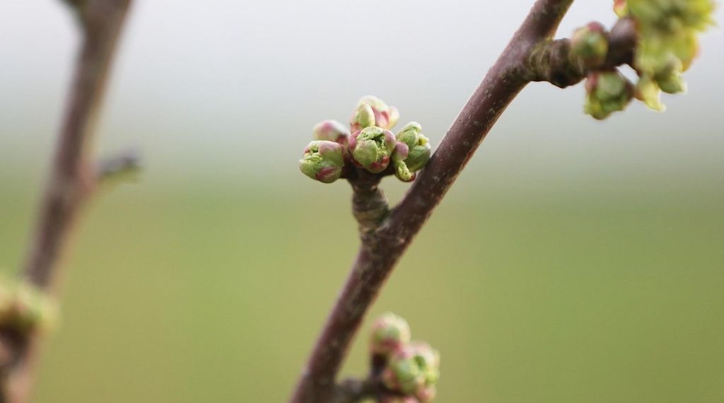 Bayern fördert Streuobstpflege und Agroforstsysteme