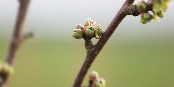 Bayern fördert Streuobstpflege und Agroforstsysteme