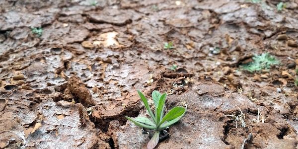 Klimawandel verursacht in Baden-Württemberg steigende Kosten