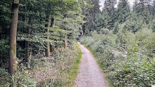 Studie: Artenvielfalt im Wald schützt nicht automatisch vor Dürre