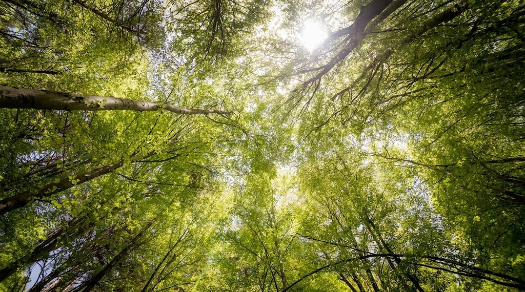 Experten erklären, was es neben dem Waldgenuss dennoch zu beachten gilt