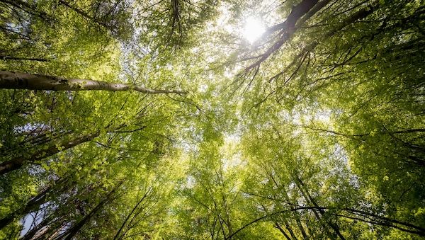 Experten erklären, was es neben dem Waldgenuss dennoch zu beachten gilt