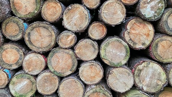 EU-Kommission will Entwaldungsverordnung erneut verschieben