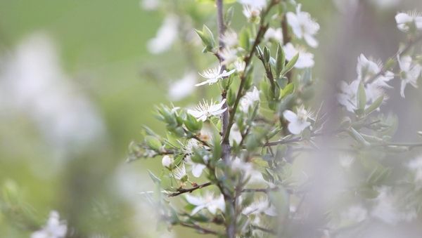 Landwirtschaftsministerium fordert Kommunen zur Bewerbung um Landesgartenschauen auf